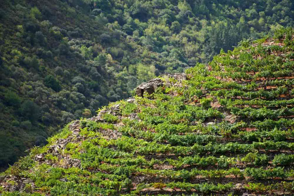 vendimiaribeirasacra